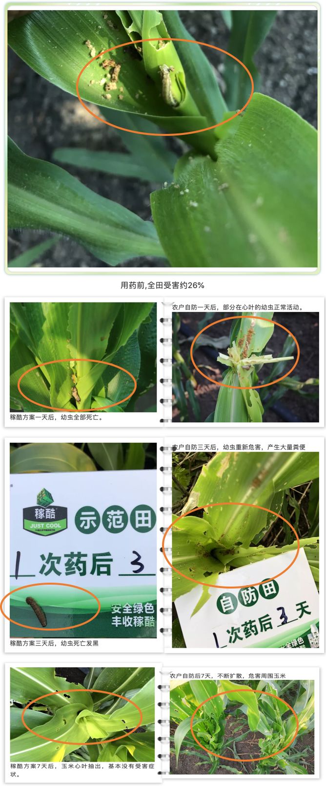 草地贪夜蛾入侵河北,草地贪夜蛾灾情