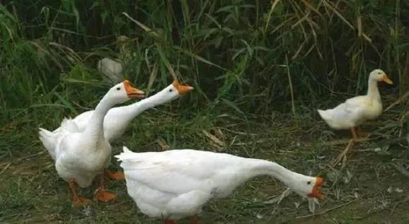 养鹅前景与投资价值,广西养鹅1000只利润和成本