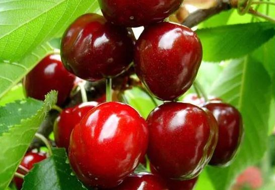 拿好这篇西安采摘樱桃指南,西安白鹿原樱桃采摘