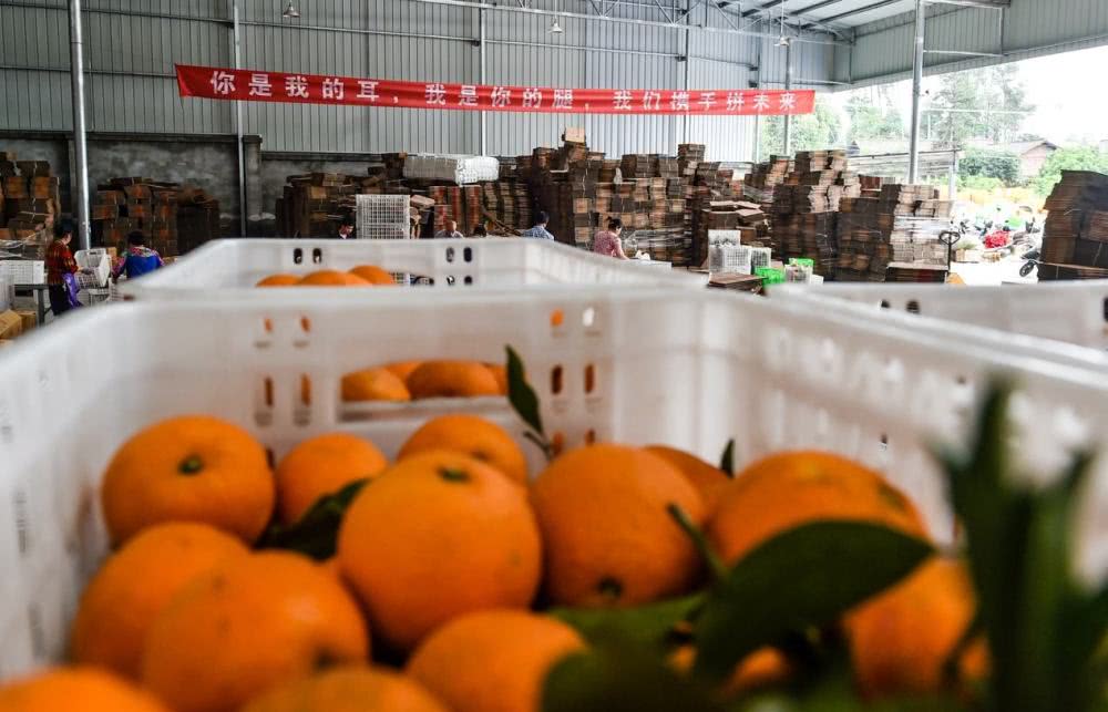 拼多多卖水果的利润是多少,拼多多卖水果为什么那么便宜