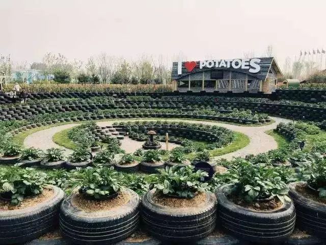 轮胎种植蔬菜,在轮胎里种植蔬菜有什么好处