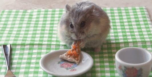 仓鼠的嘴巴是怎么塞下那么多食物,怎么看仓鼠嘴巴是不是藏食物了