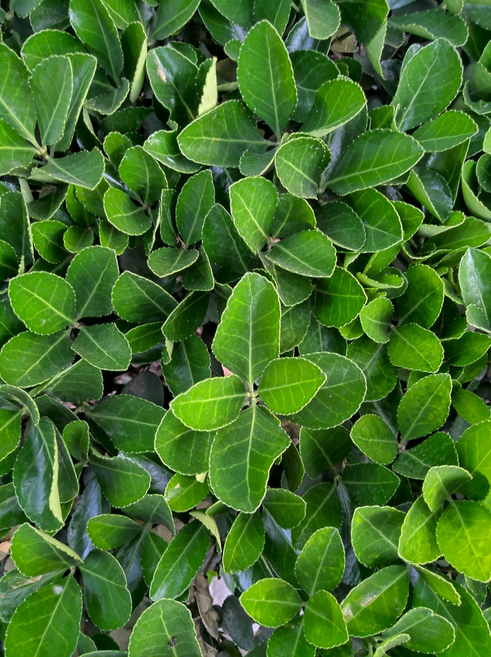 诺基亚9pureview,诺基亚9pureview拍照评分