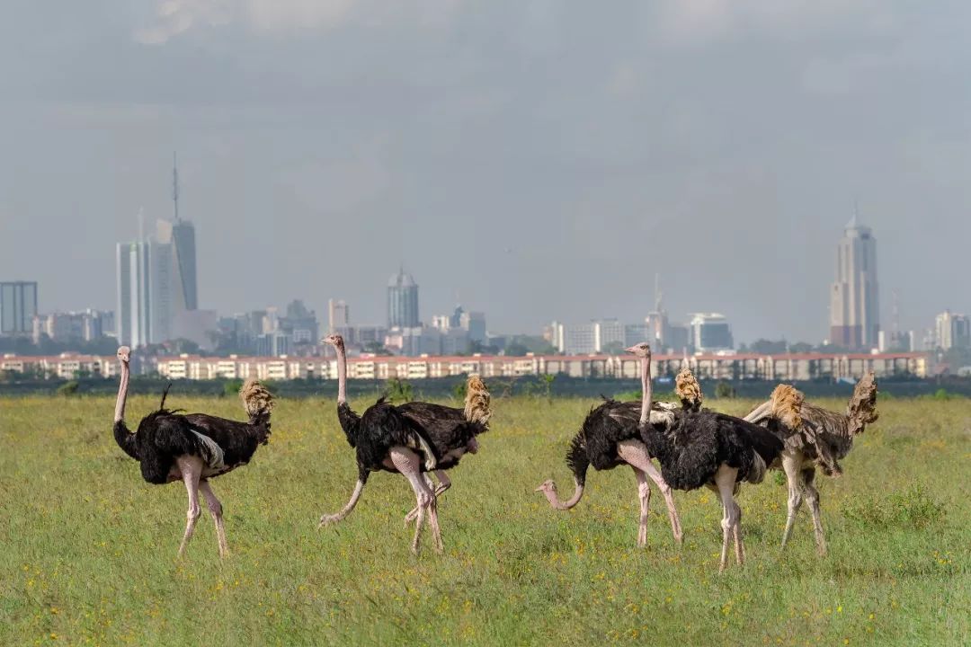 王品米其林餐厅,王品米其林