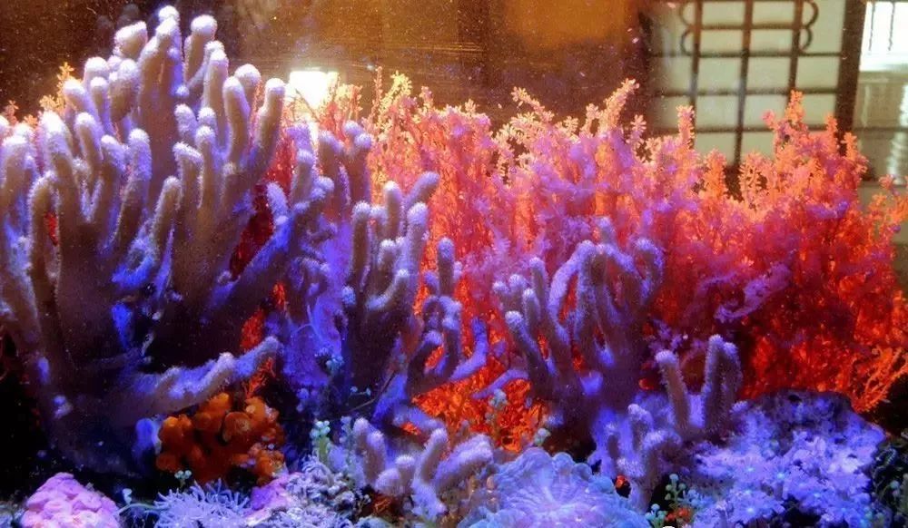 海缸害怕阳光照射吗,海缸如何压制褐藻