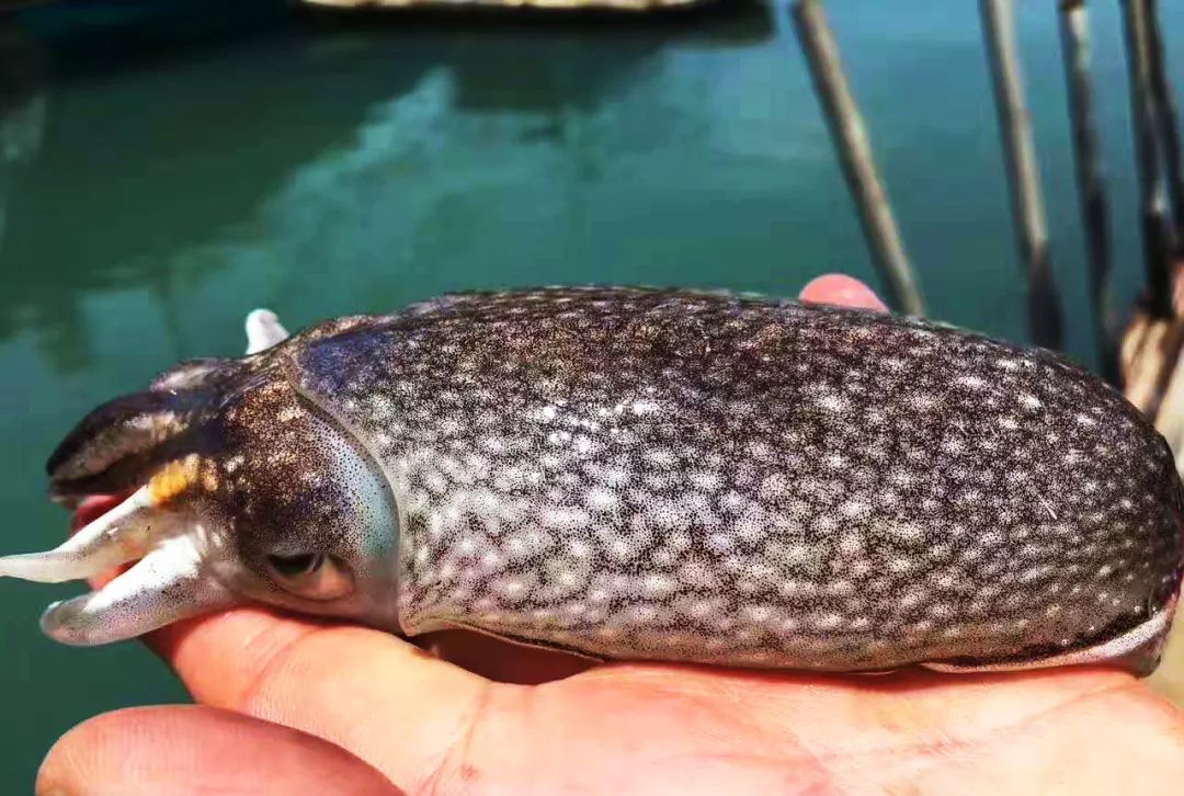 渔家女朋友圈直播,渔家女海鲜直播