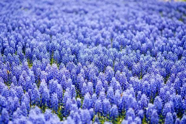 寻香|还原派VS颠覆派？诶呦~想不到这花还有两副面孔！（上）