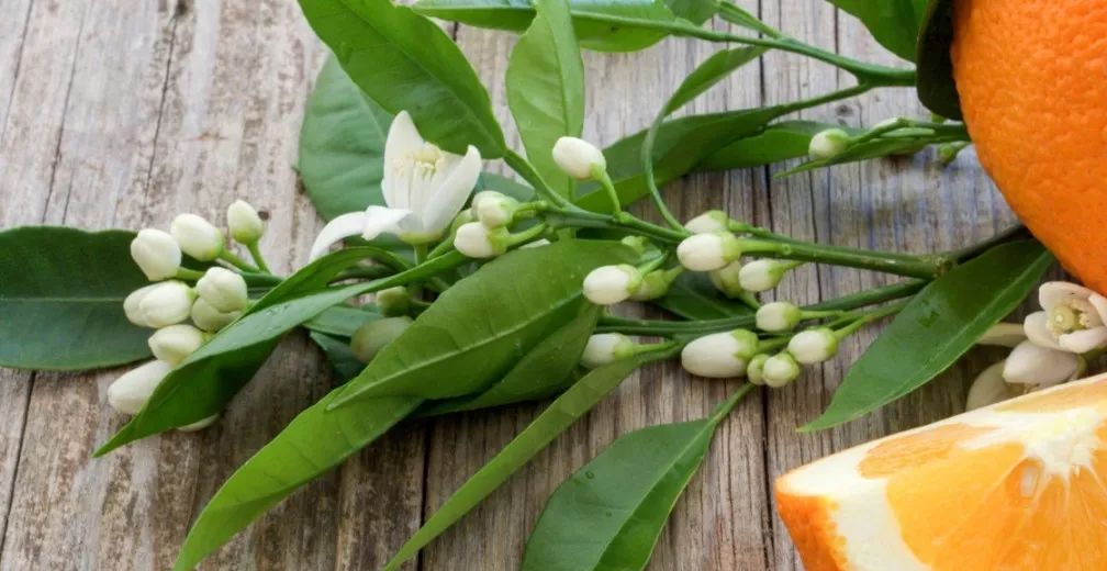 寻香|还原派VS颠覆派？诶呦~想不到这花还有两副面孔！（上）