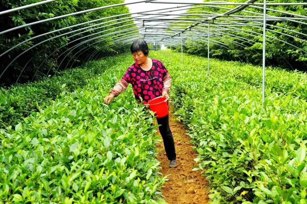 周末去哪儿快来这里尽情撒欢吧,周末周边游去一趟自己想去的地方