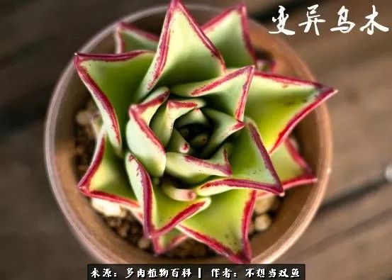 这是个什么神仙草？我被*引勾**了！不能自己一个人进坑！