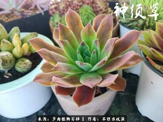 这是个什么神仙草？我被*引勾**了！不能自己一个人进坑！