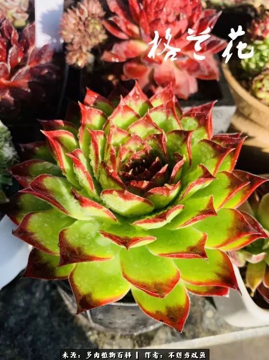 这是个什么神仙草？我被*引勾**了！不能自己一个人进坑！