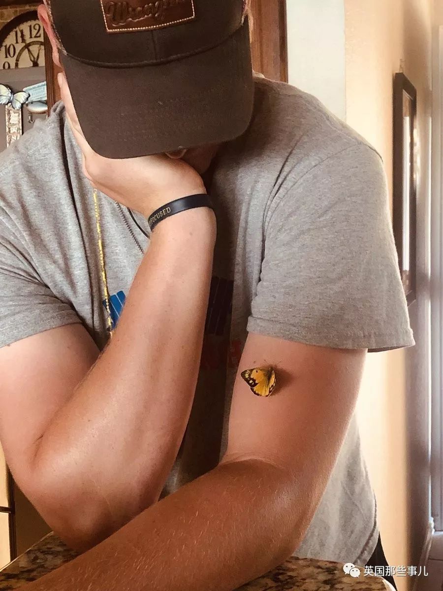 妈妈去世后化成黄蝴蝶,妈妈去世化作蝴蝶来看儿子