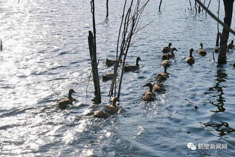 鹤壁新闻网通报,鹤壁新闻网头条新闻