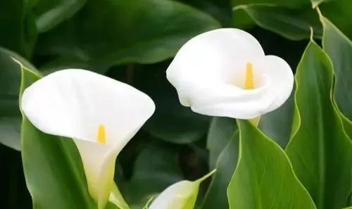 女子在家中毒成功案例,碰一下就中毒是怎么回事