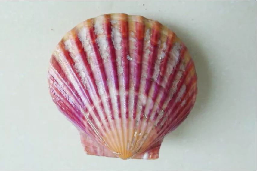 青农育出ins风扇贝|金色扇贝富含类胡萝卜素？又饿了！