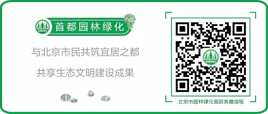 常绿地被植物推荐,地被植物科普