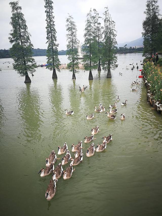肇庆七星岩鼎湖山自助游,肇庆鼎湖山和七星岩相距多远