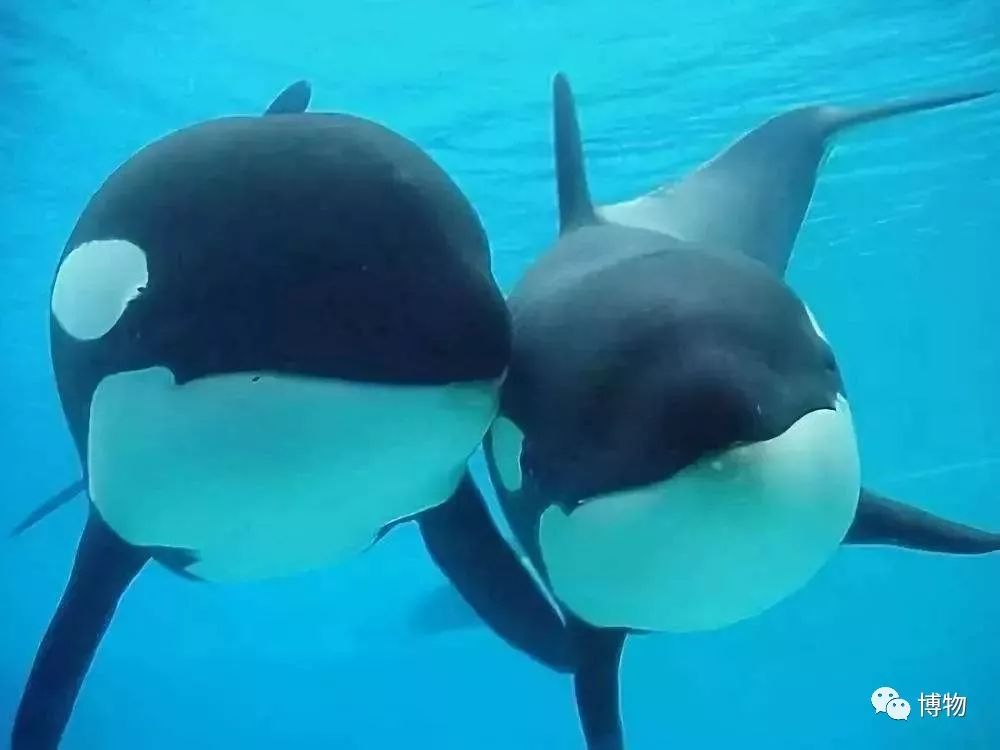 “圆宝”那么可爱,怎么能不盘它呢!