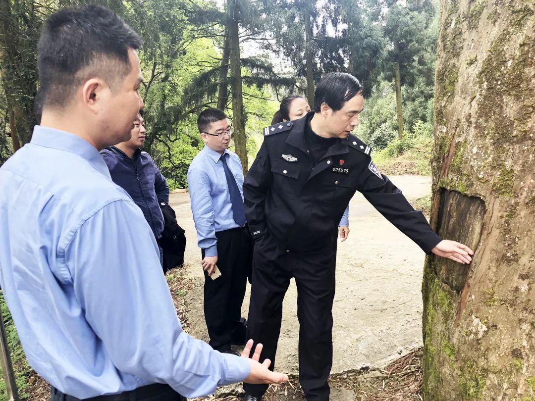 红豆杉的树皮要怎么吃,红豆杉树皮不能泡太久了吃么