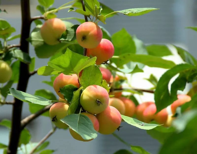 内蒙古小吃特产有哪些,天苍苍野茫茫是内蒙古哪里