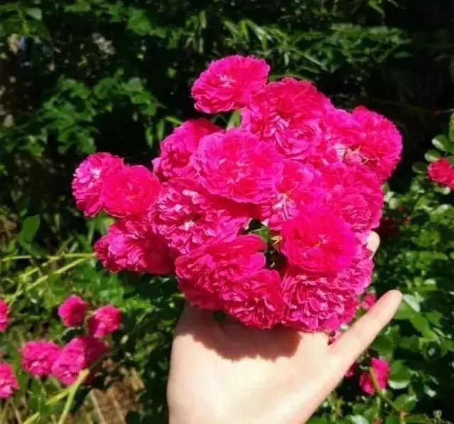 100种爬藤植物花墙,15种常用的园林观花爬藤植物