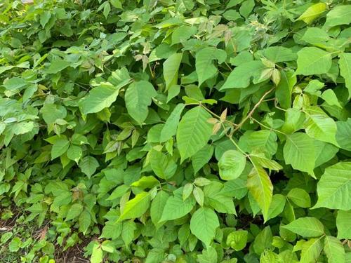 美国毒藤致皮肤溃烂怎么治疗,毒藤蔓延