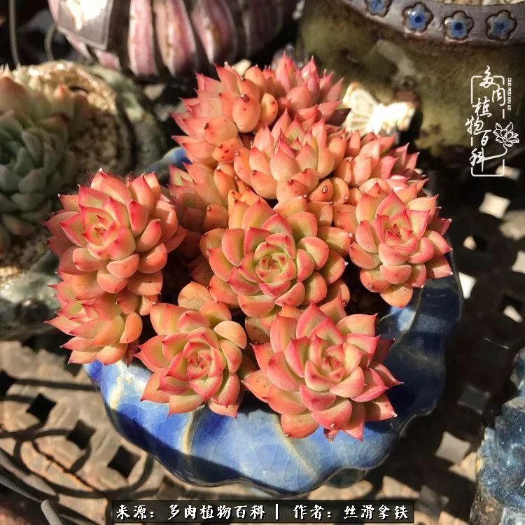 夏季比较耐晒的多肉,夏日的多肉