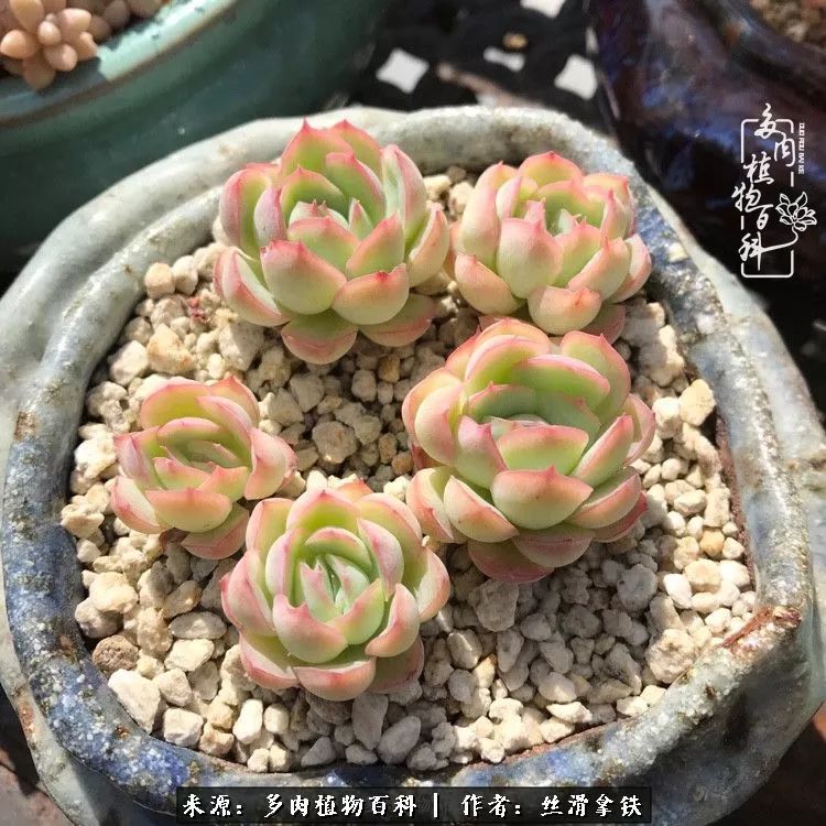 夏季比较耐晒的多肉,夏日的多肉