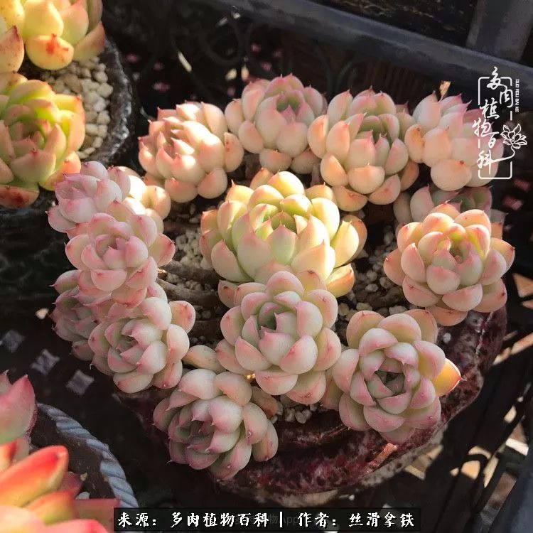 夏季比较耐晒的多肉,夏日的多肉