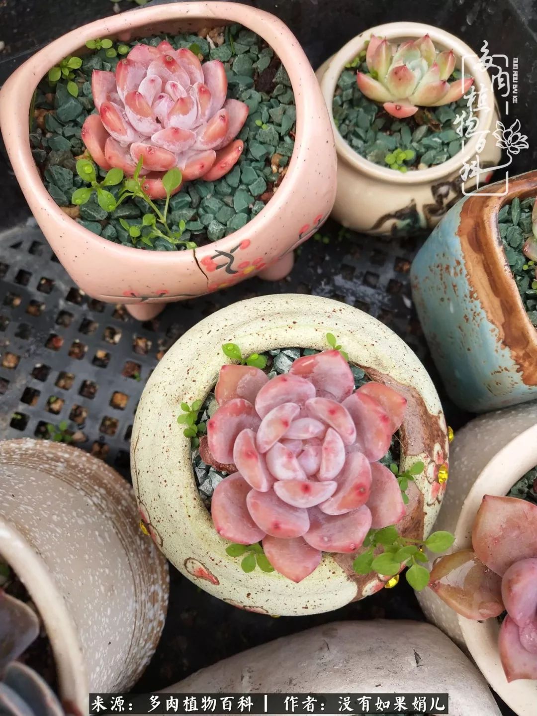 一个80后的养殖人,农村80后养肉人