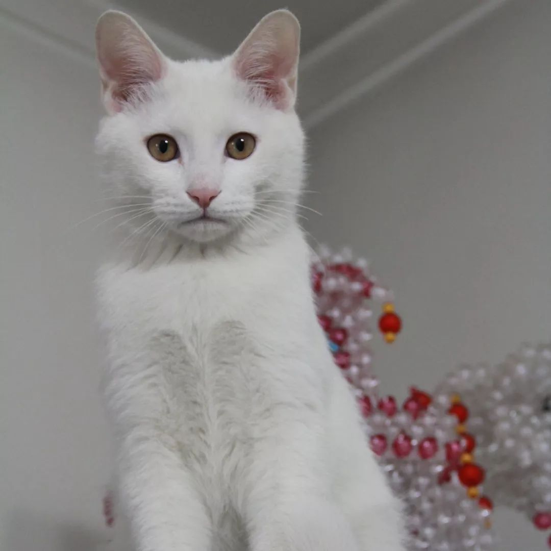 高萌来袭!真小奶猫小奶狗!|毛孩子的童年有多奶?