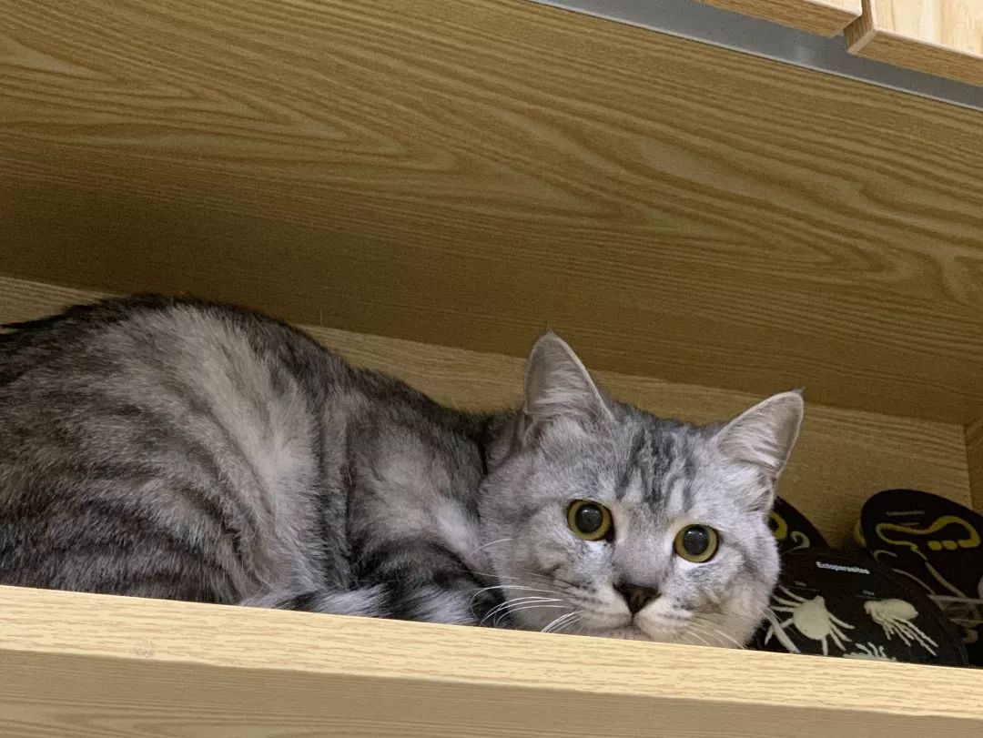 高萌来袭!真小奶猫小奶狗!|毛孩子的童年有多奶?