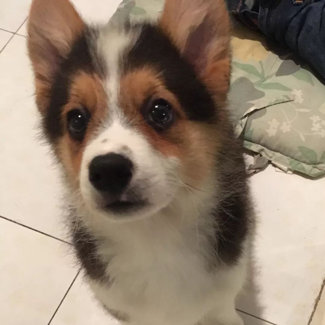 高萌来袭！真小奶猫小奶狗！|毛孩子的童年有多奶？