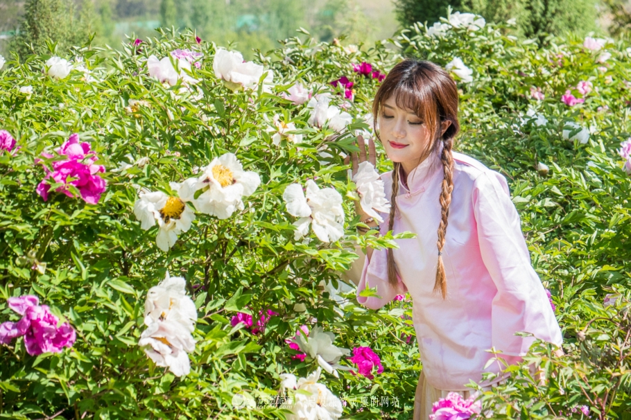 他让高寒干旱地开满牡丹花，打造西北牡丹第一园