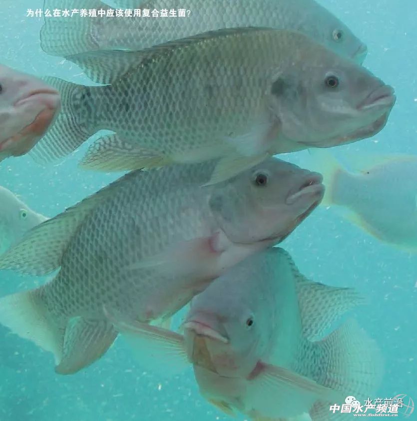 水产养殖用什么益生菌好,水产养殖复合益生菌