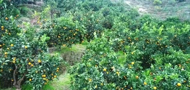 600秒销售300万斤大米、一天卖出4万元冰糖橙……“网红”卖农产品的这些方法，学会了你也能成功