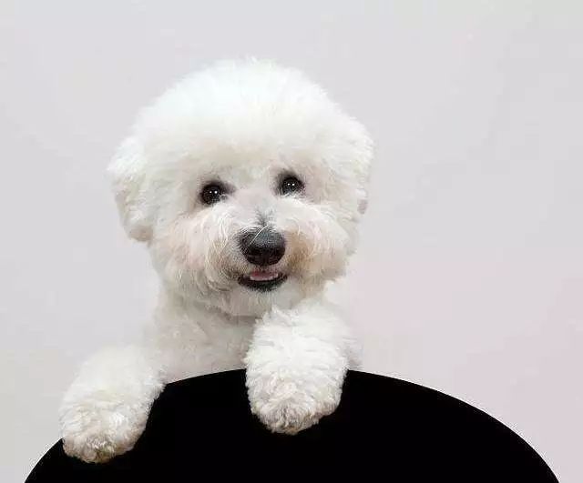 科普狗狗有几个脚趾头你知道吗,你了解狗狗的条件反射吗