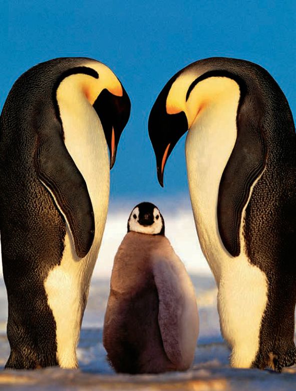 遇到野牛该如何保护自己,遇到美洲野牛怎么办