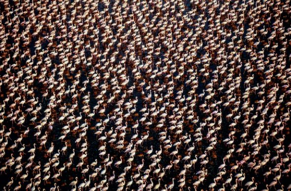 遇到野牛该如何保护自己,遇到美洲野牛怎么办