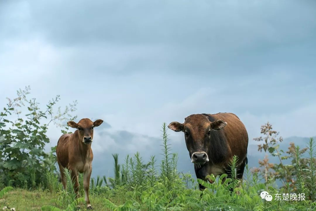 黄石天气热了有没有什么景点,黄石假期可去的风景区