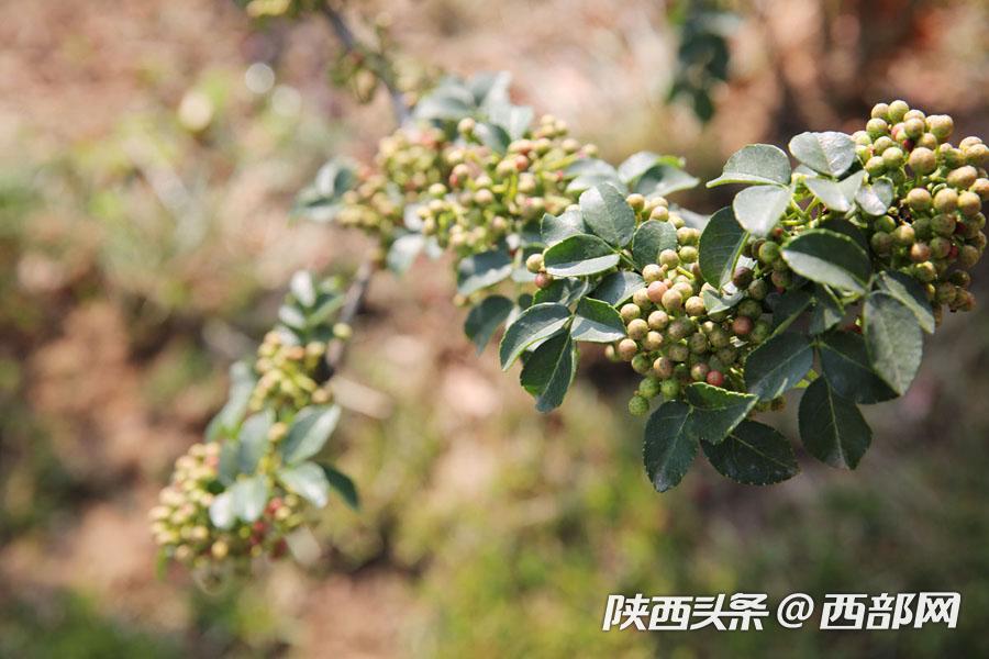 韩城花椒产业有哪些,花椒致富视频