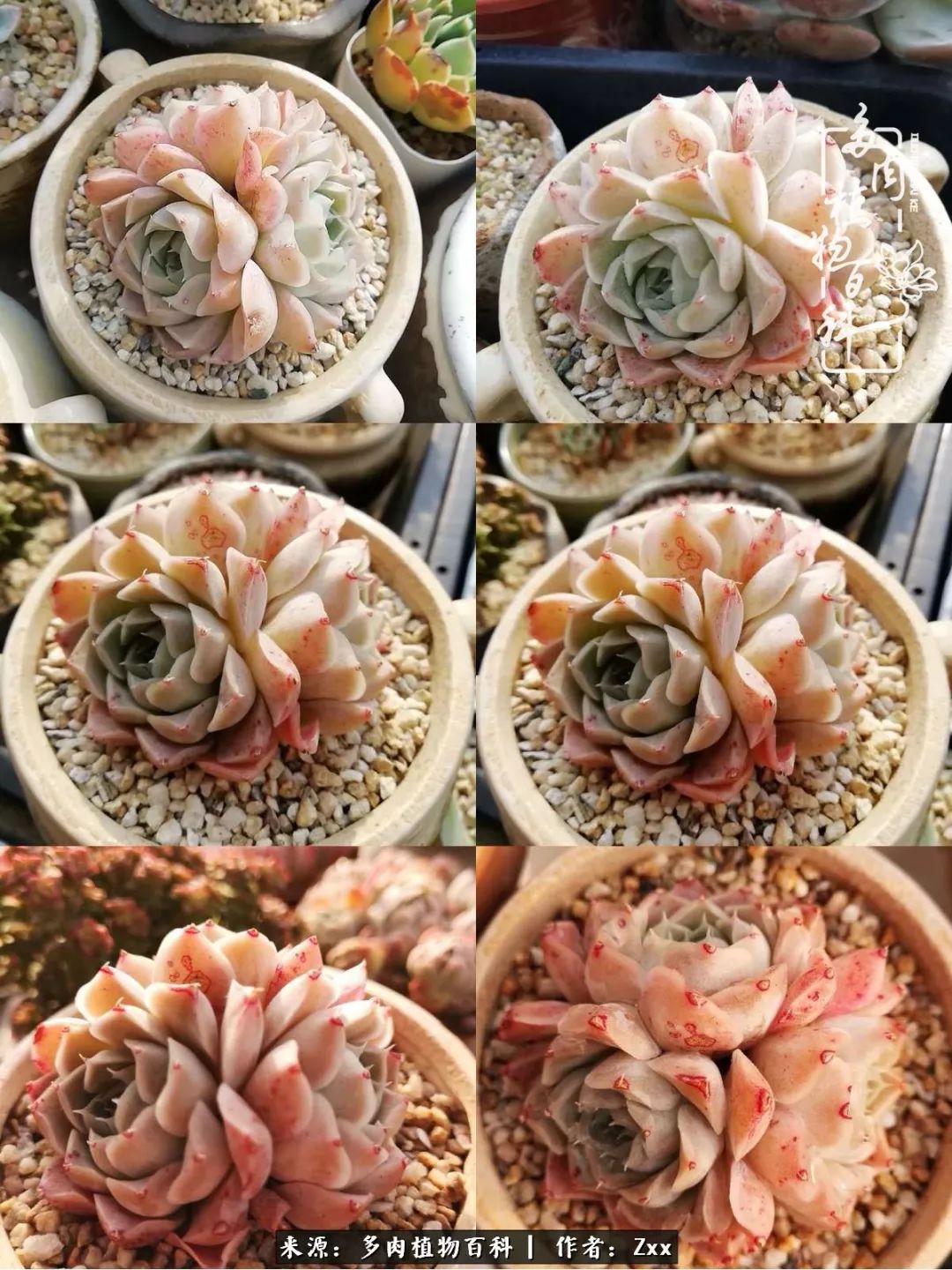 多肉怎么才能养得又美又胖,多肉的特点20个字