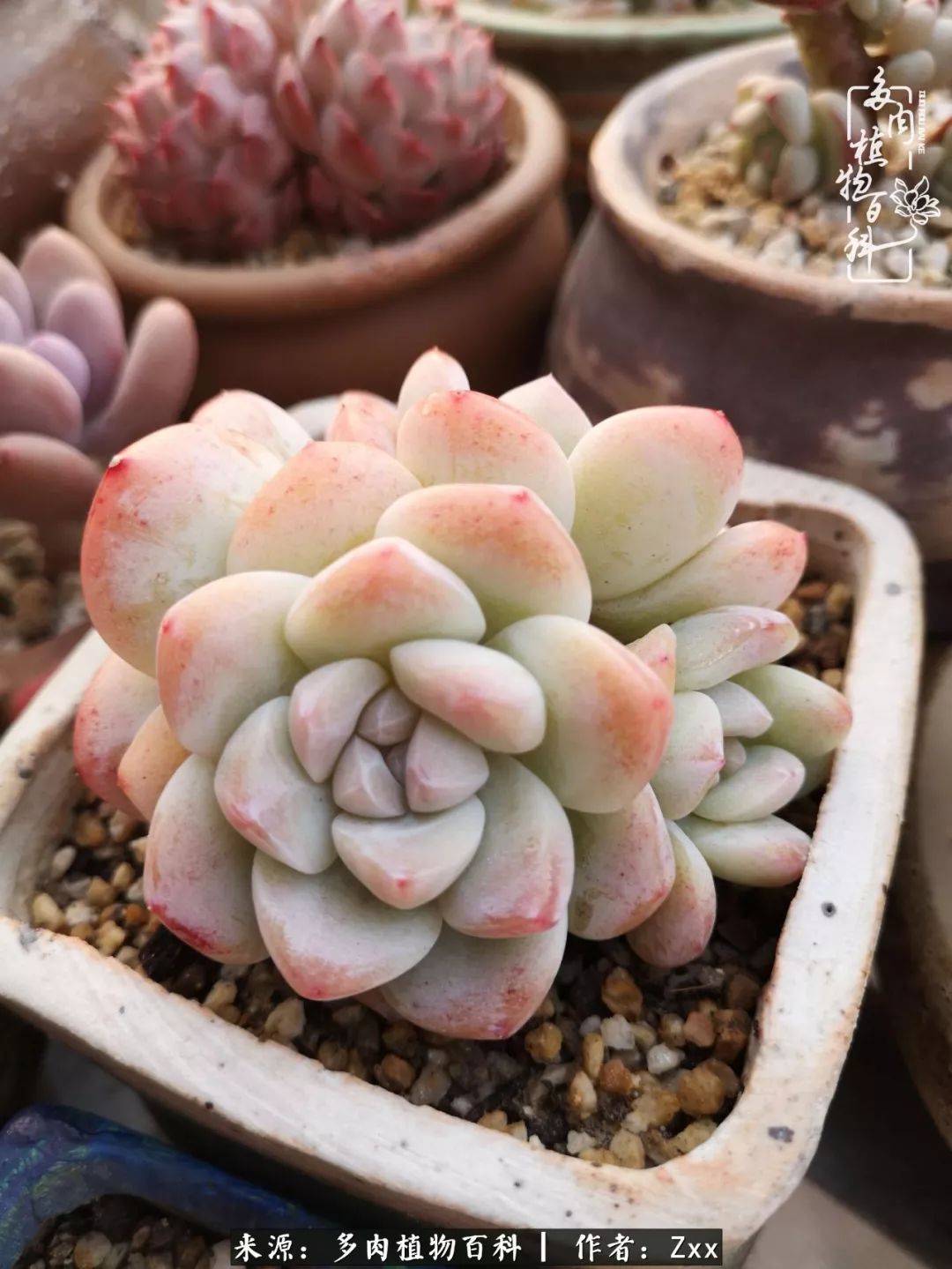 多肉怎么才能养得又美又胖,多肉的特点20个字