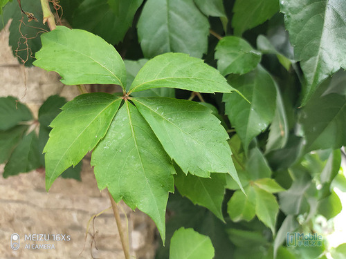小而美一定好吗,魅族16xs珊瑚橙评测