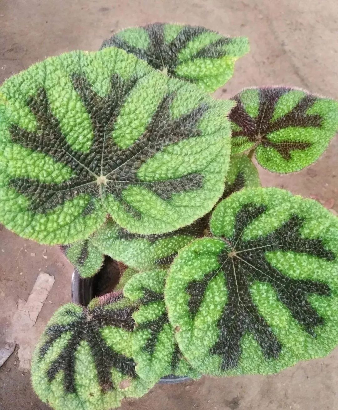 装修房子吸甲醛最好的是什么植物,吸甲醛最好的植物哪种排名第一