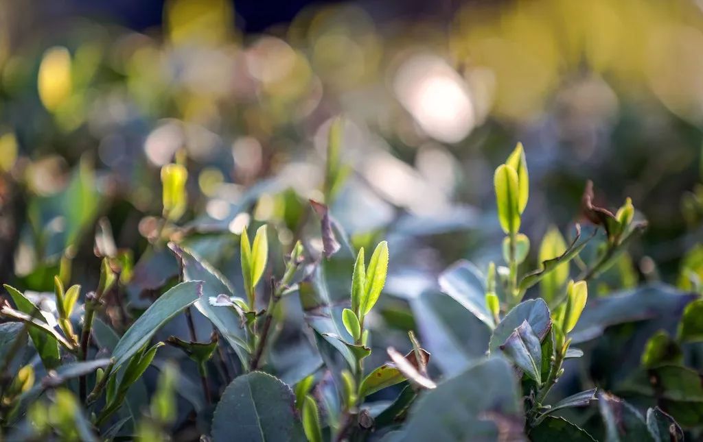 痛风福利重磅来袭,痛风礼包
