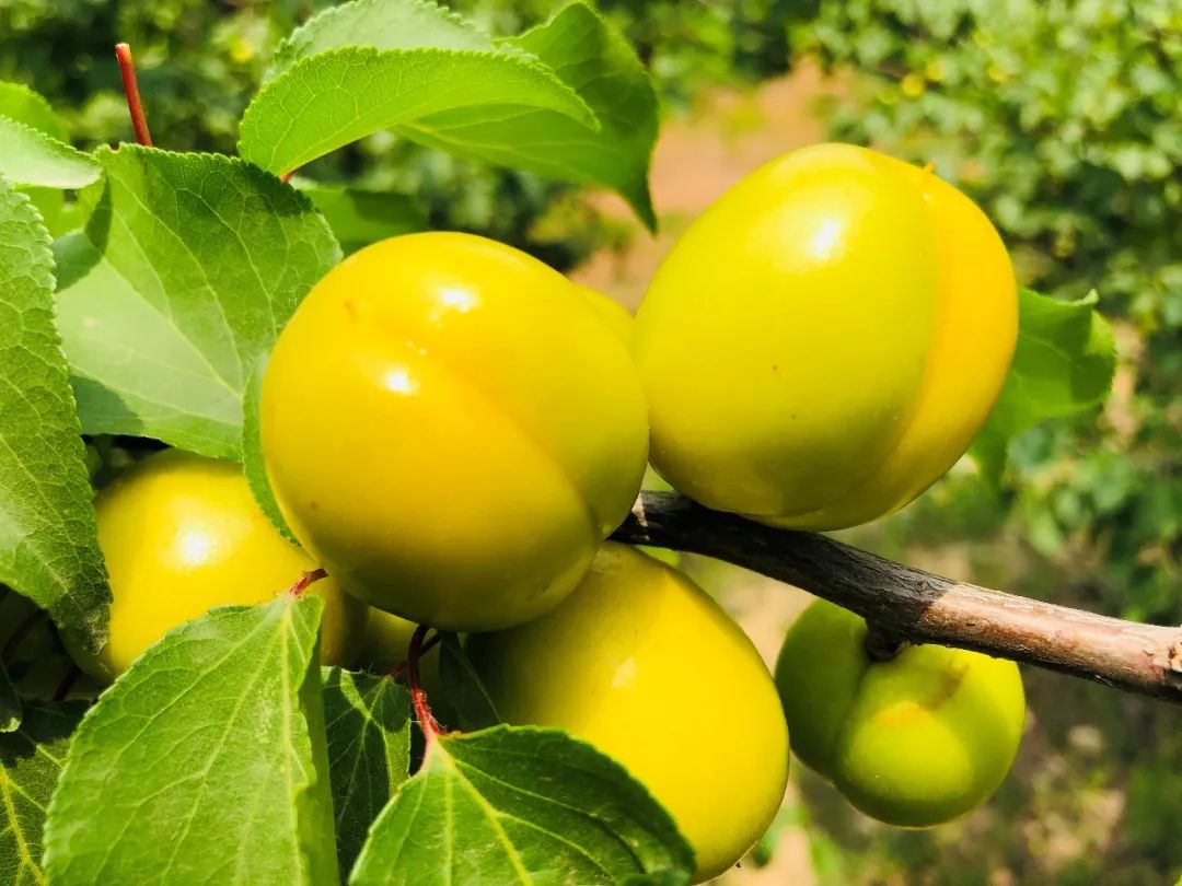 果期仅15天，*安泰**半野生珍珠杏！一口咬下满满桂花香，从牙齿蜜甜到腰！|吃货精选