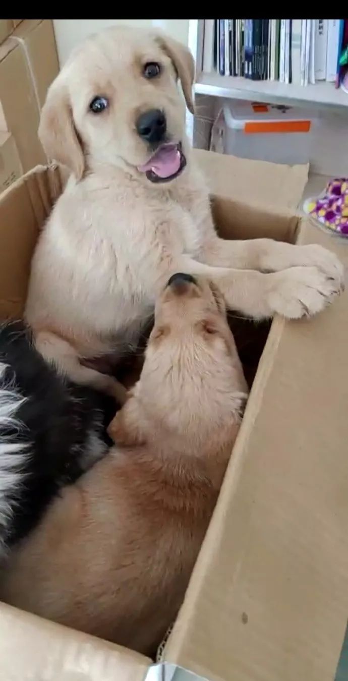 小狗狗疑似犬瘟,长沙被遗弃的狗狗