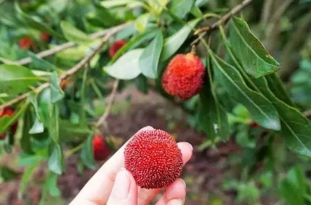 今年的杨梅哪里有采摘的,端午节摘杨梅的地方